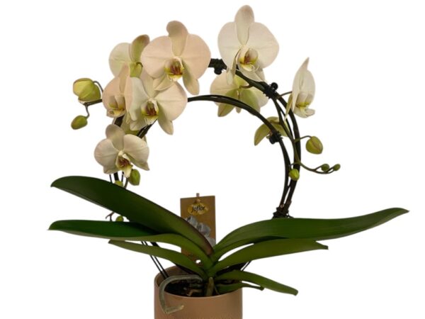 Orhideja Phanalopsis lok