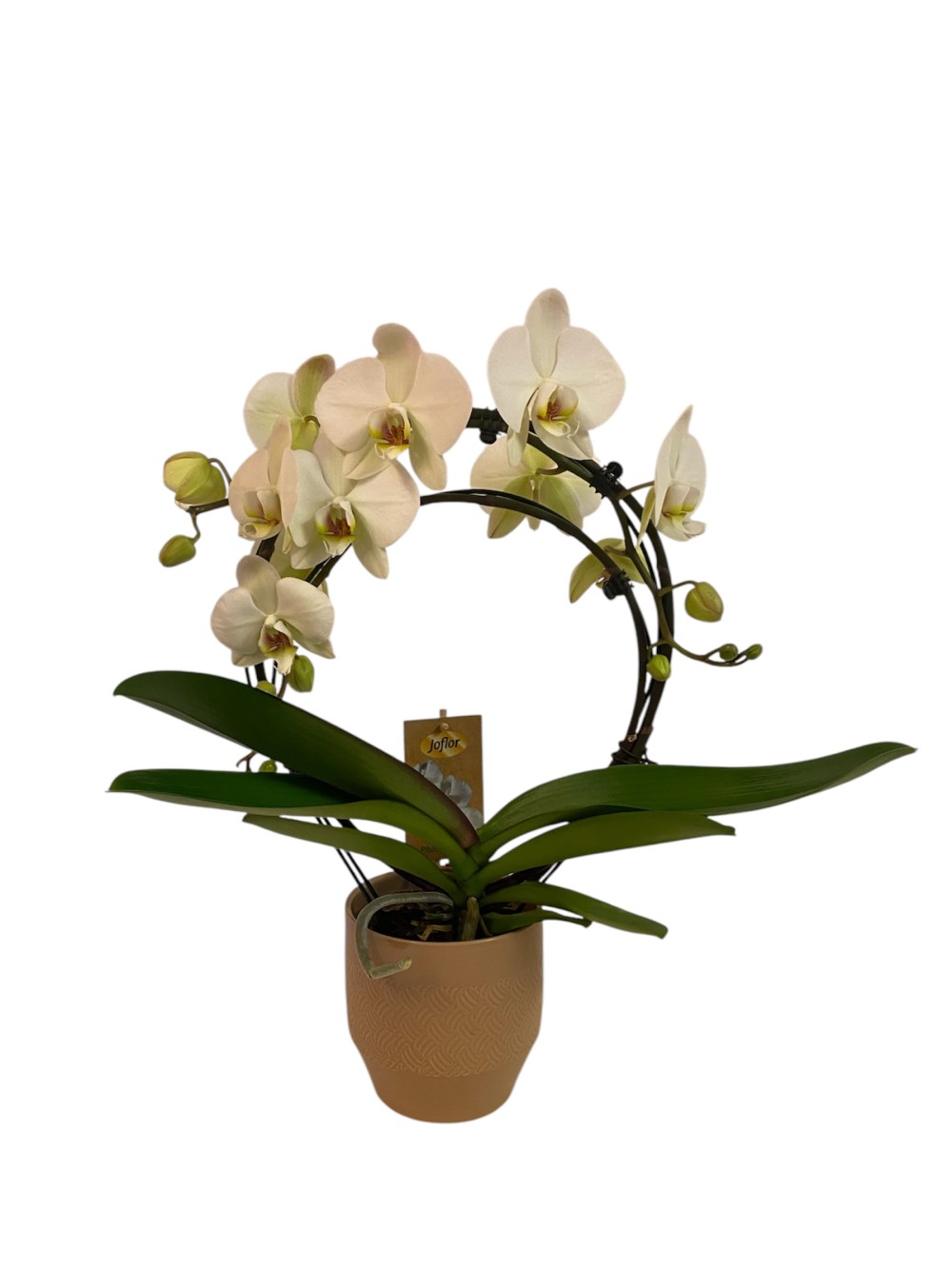 Orhideja Phanalopsis lok