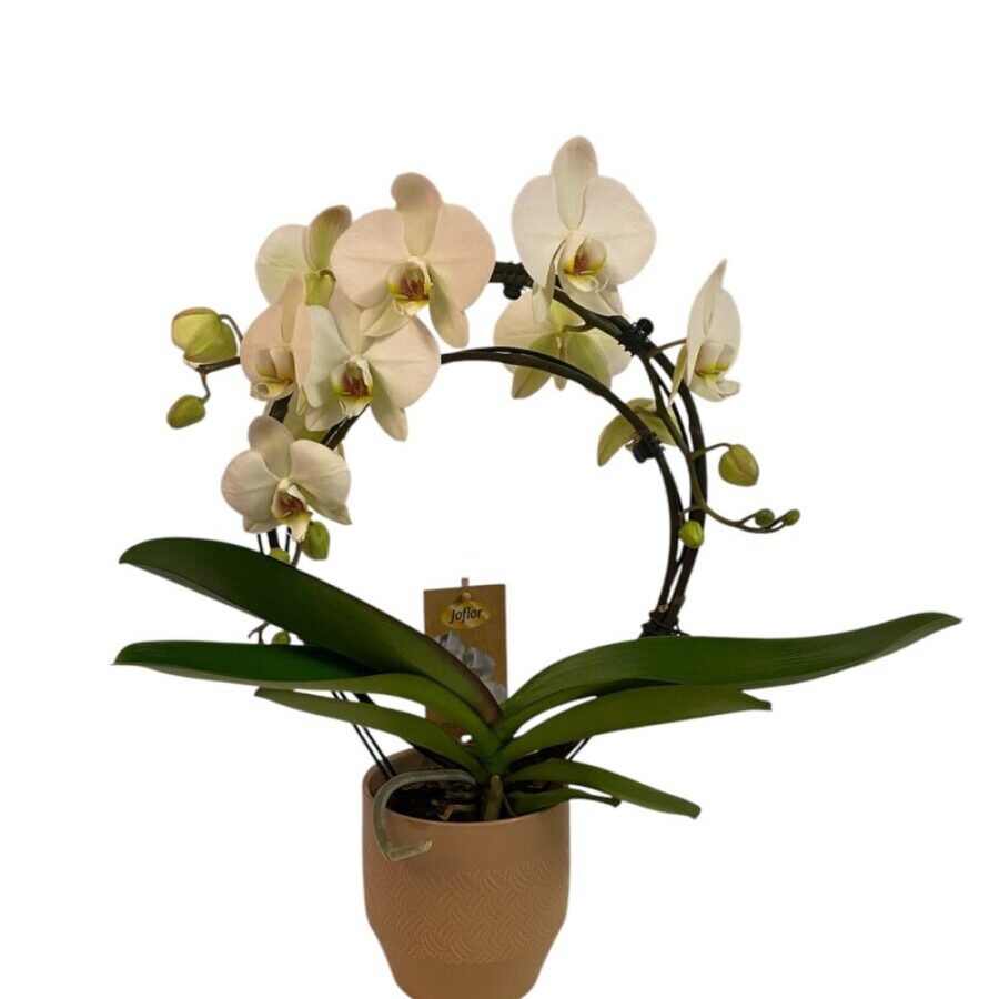 Orhideja Phanalopsis lok